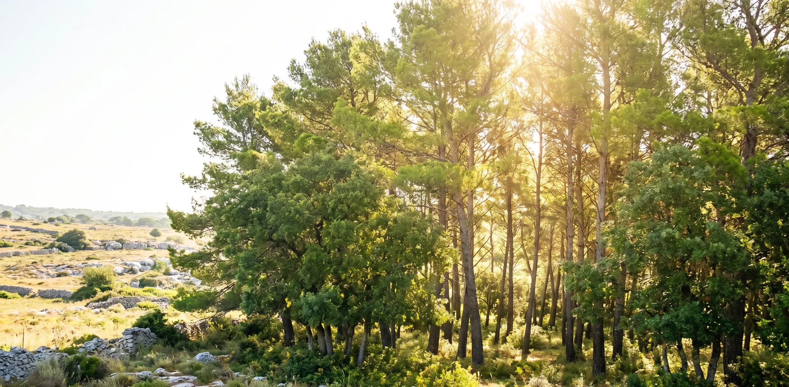 La Foresta Mercadante sulla Murgia — l'origine di Acqua Amata